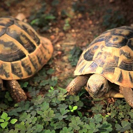 B&B Villa Velike Stine Medulin Dış mekan fotoğraf
